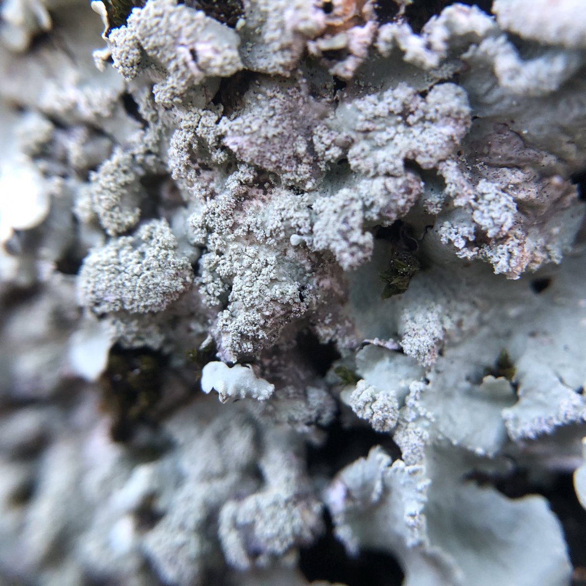 わけー tweet media