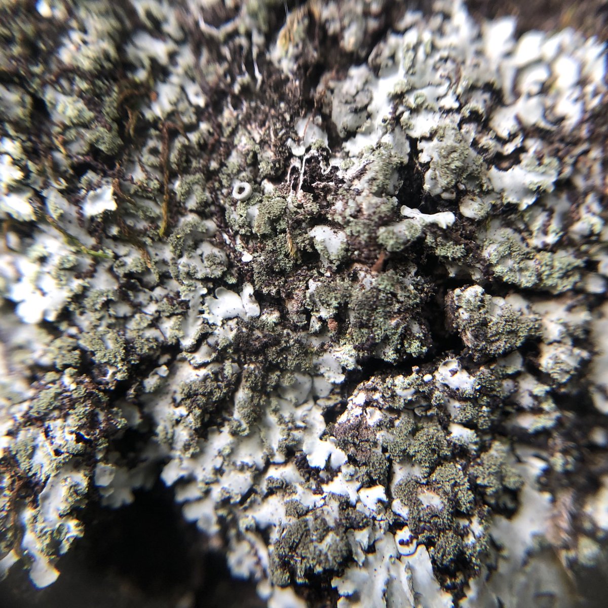 わけー tweet media