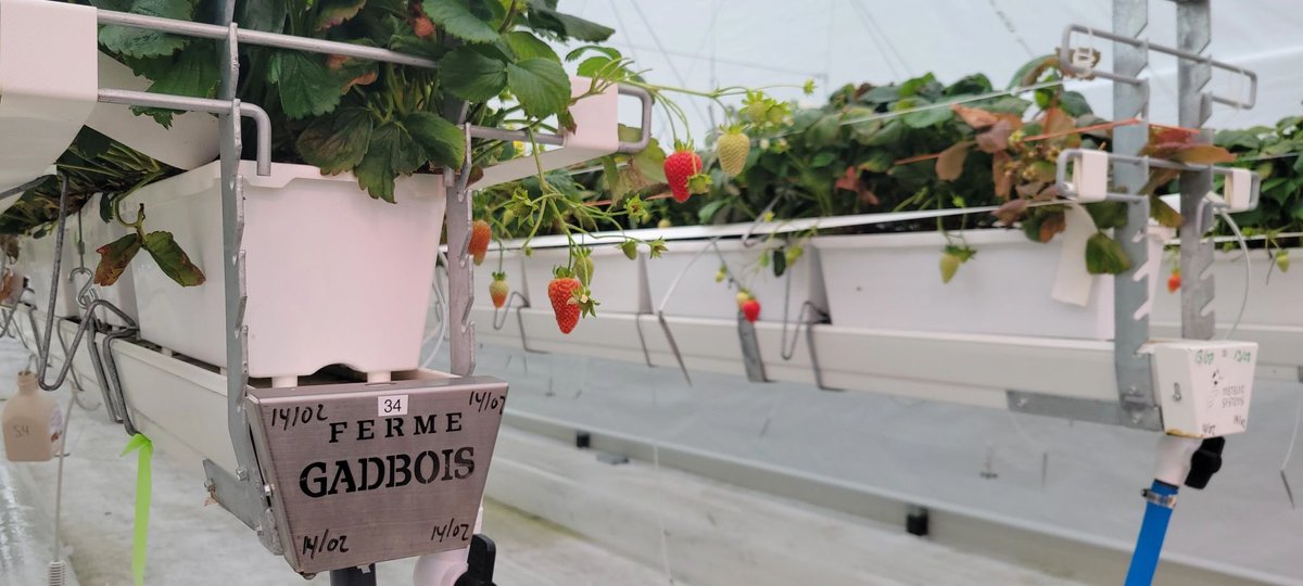 Corenthin_Cha's tweet photo. This time talking about #hydroponic year-round #strawberry🍓 cultivation, epic yields (15-17kg/m2), and of course how to make a profitable system in a #LUMINOSA gutter connected poly #greenhouse by #Harnois at Ferme Gadbois in Quebec, Canada 🇨🇦 (#CEA) https://t.co/Hy8SkvwYRL