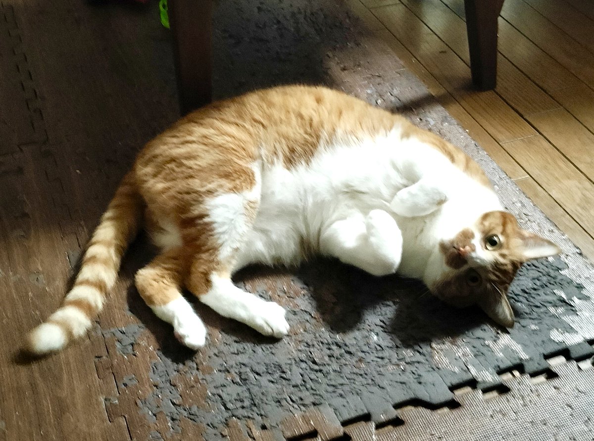 samimachi123's tweet photo. ご飯をあざとくねだる術を覚えたモカ…
強敵😅
#猫のいる暮らし https://t.co/NBsaldEZky