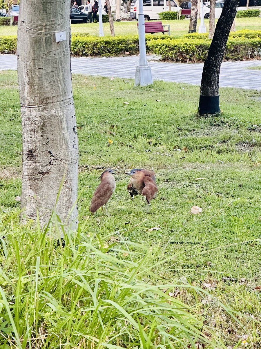 一隻ㄩㄐ. tweet media