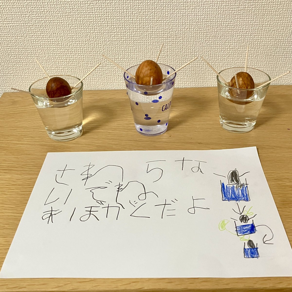 Hira_R's tweet photo. スーパーで買ってきたアボカドを育てることになりました。子供がめちゃくちゃ楽しみにしてるので、1つでも発芽すると良いんだが…。 https://t.co/FgAEivCKZT