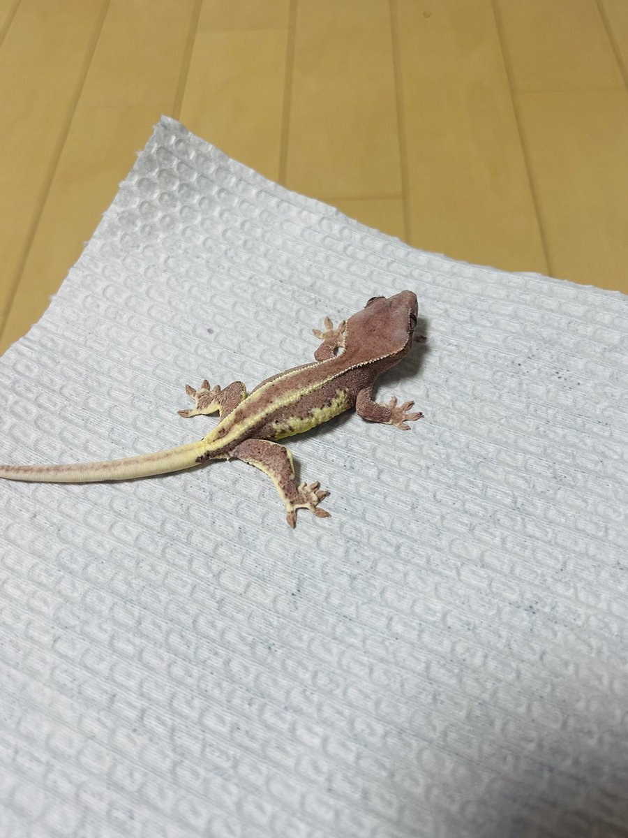 reptiles__03's tweet photo. なんか赤いヤツ

結構お気に入り
レッドリリー？なの？

＃クレス��ッドゲッコー
＃なんか赤いヤツ

＃ホソマユチルドレン
＃ホソマユGecko https://t.co/HumlrO7pqY