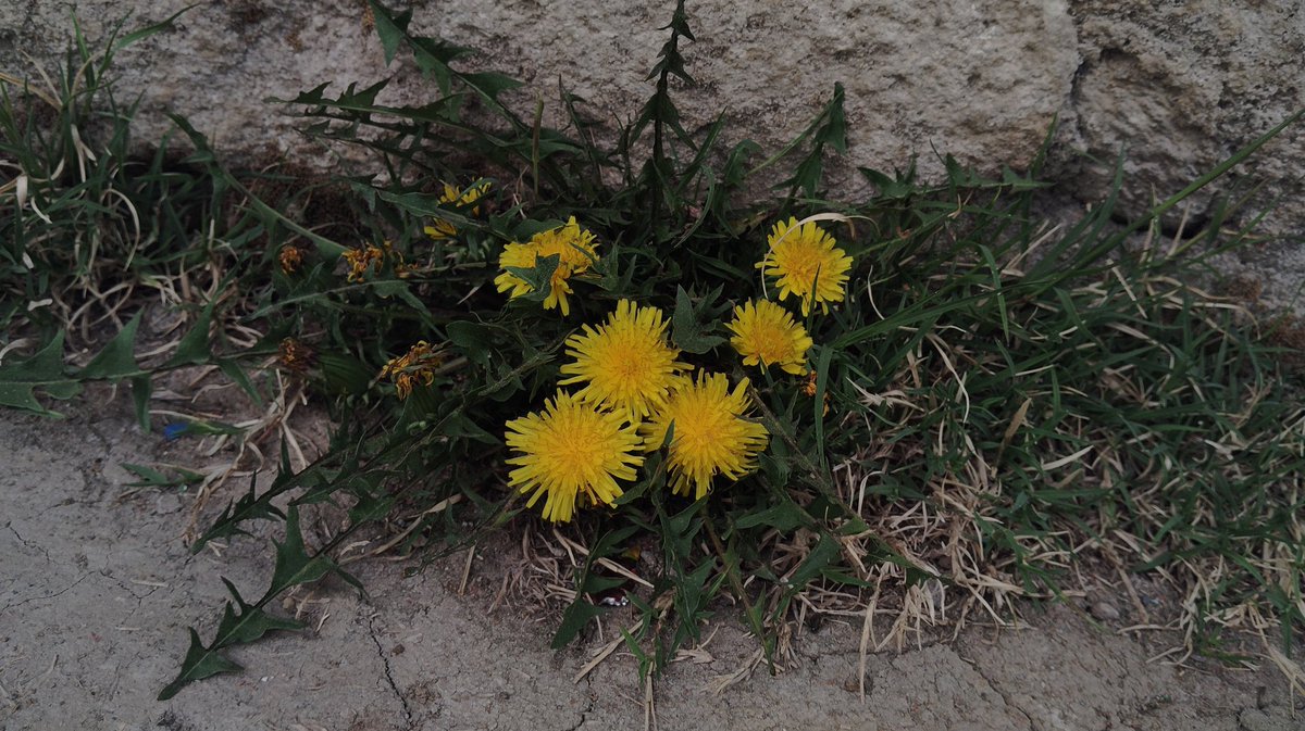 Tristan. tweet media