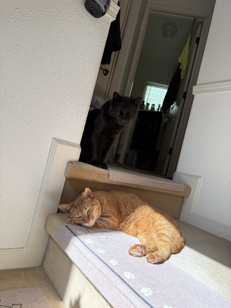 voices1979's tweet photo. 一隻在曬太陽的貓🐈和監督他的貓🐈‍⬛覺得這就是幸福🥰
日光を浴びる猫🐈と、それを見守る猫🐈‍⬛それは幸せと思う。🥰 https://t.co/JIs9nCHjKD