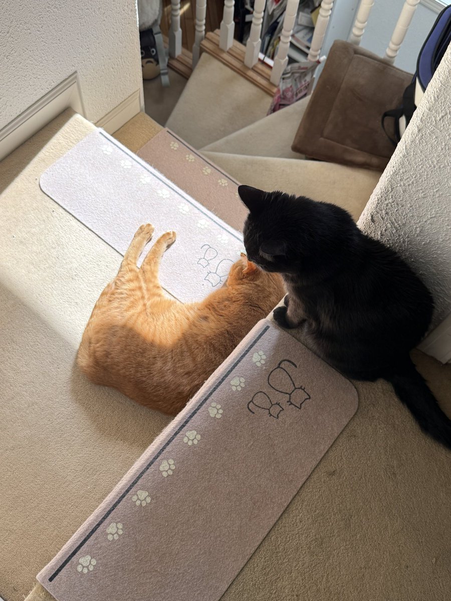 voices1979's tweet photo. 一隻在曬太陽的貓🐈和監督他的貓🐈‍⬛覺得這就是幸福🥰
日光を浴びる猫🐈と、それを見守る猫🐈‍⬛それは幸せと思う。🥰 https://t.co/JIs9nCHjKD
