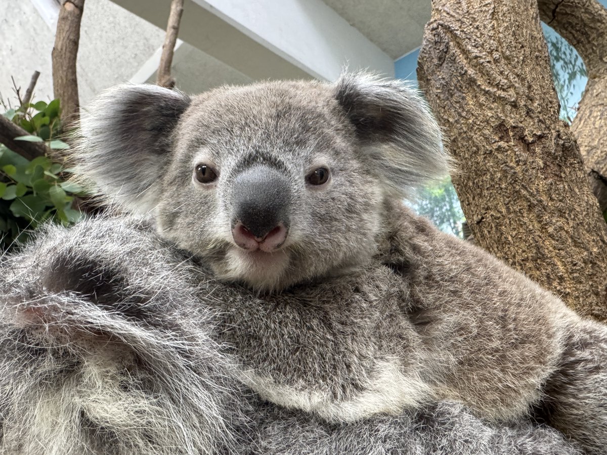 鹿児島市平川動物公園 tweet media