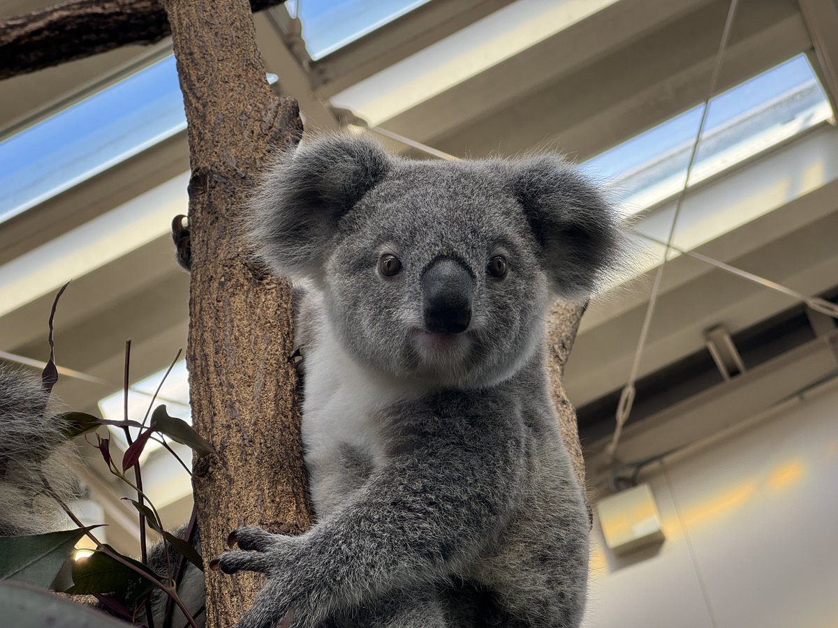 鹿児島市平川動物公園 tweet media