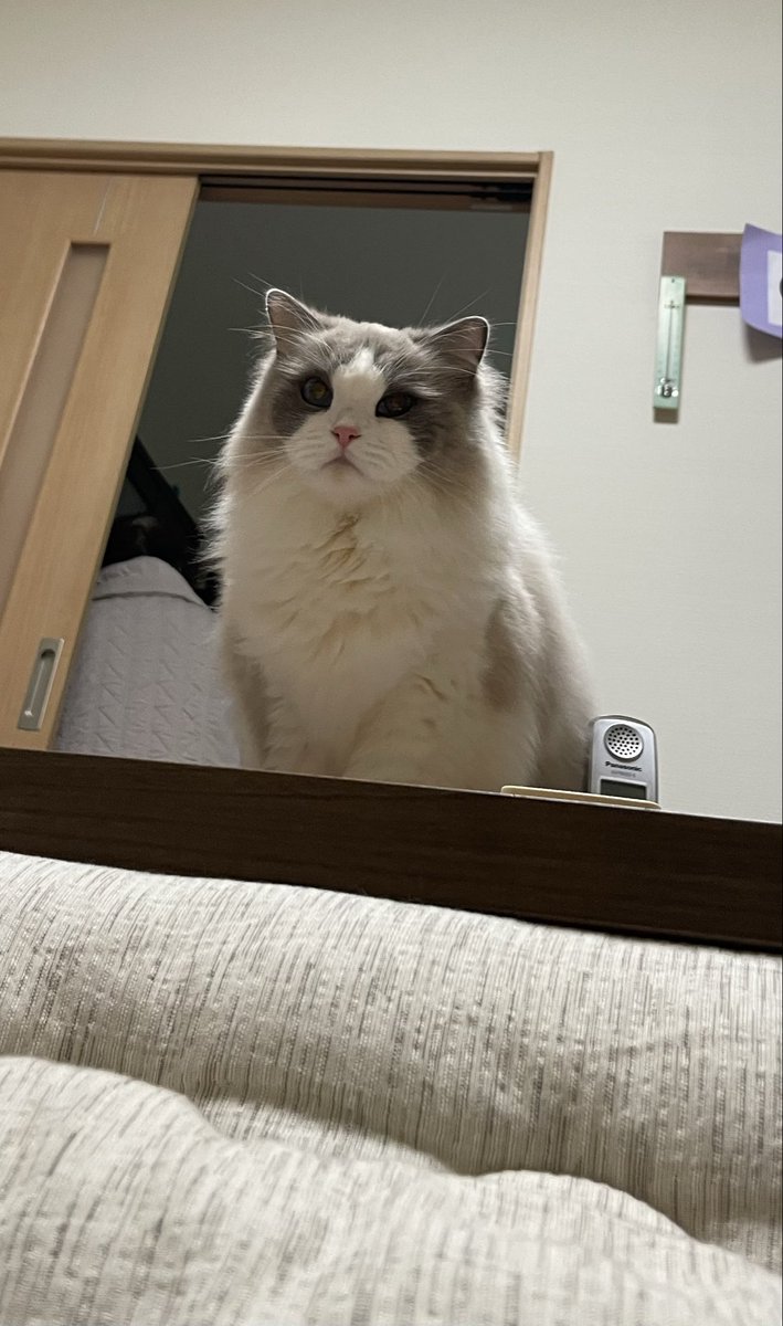 こたつの中からパシャッと📷