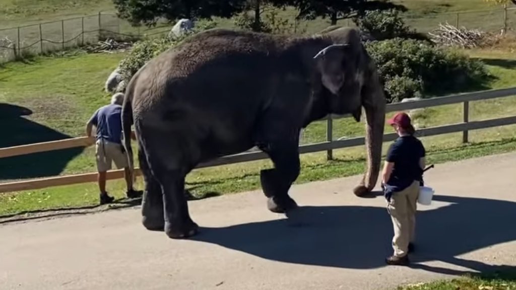 Cosmicbrigade's tweet image. #Ads legitimise business practices &amp;amp; a zoo is a business.
But there is nothing legitimate about creating an illusion built on 💰not empathy &amp;amp; care.
#Lucy cannot take any more of their dangerous lies.
Read the science on why 🐘should never be kept in a zoo. bornfree.org.uk/raise-the-red-…