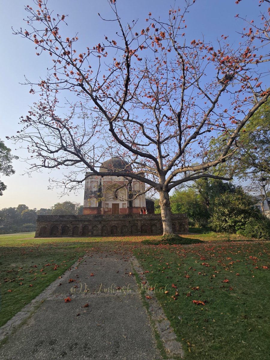 DrAmbrishMithal's tweet image. #Semal splendour.
Setting ancient stones ablaze

Lakkadwala burj, Sunder Nursery 

@sundernursery @NandaRatish