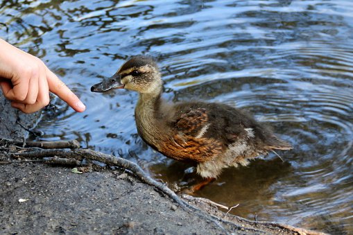 sunda struggle tweet media