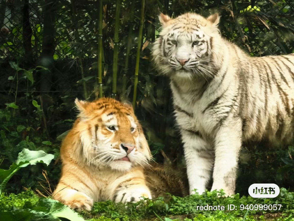 เอ็นดูพี่ชายน้องอ่ะ เหมือนน้องสาวต้องเลี้ยงพี่ชาย แล้วตัวติดกันตลอด น้องสาวหน้าโหดมาก ใดๆเด็กๆอายุแค่ขวบกว่าเอง ยังเร้กอยู่มาก🤏🏻