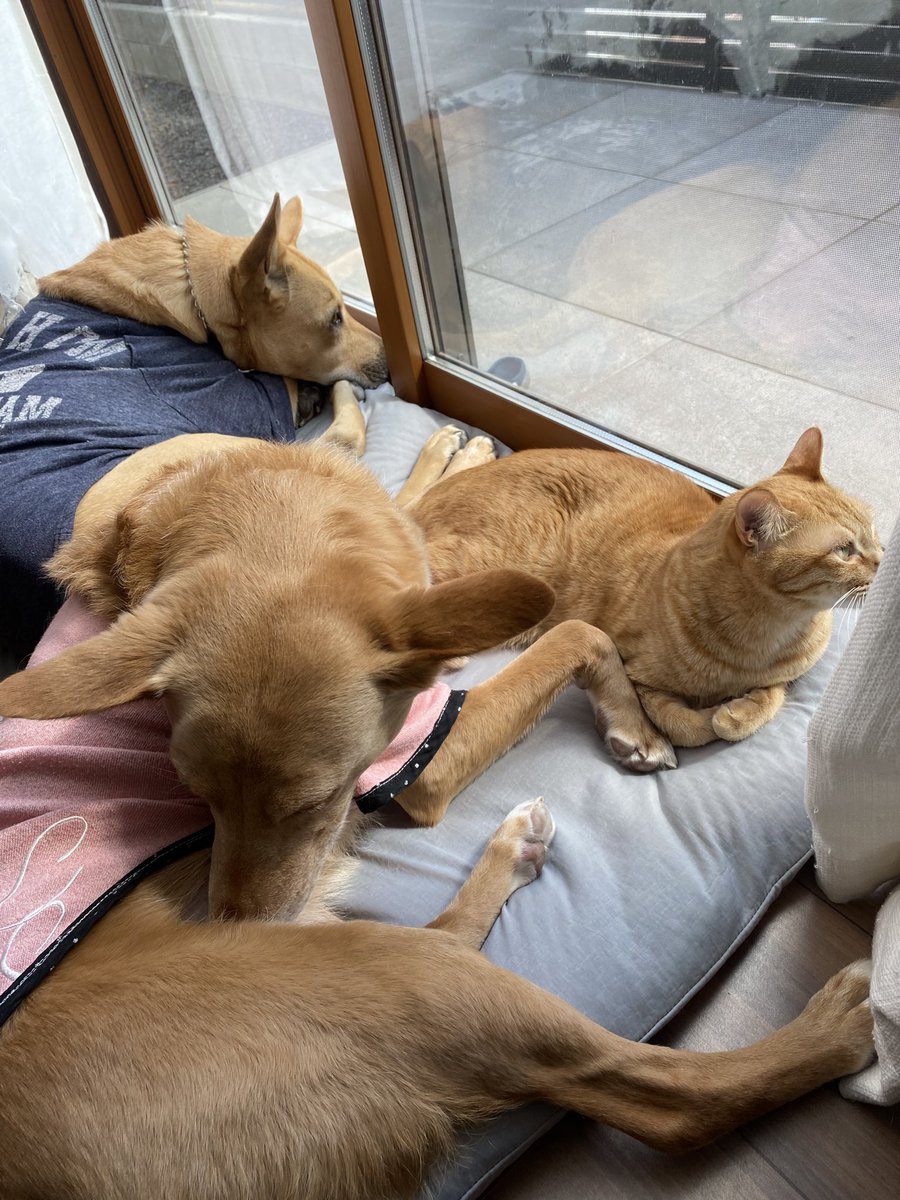 ひろぽん tweet media