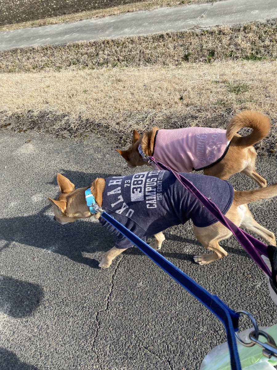 ひろぽん tweet media