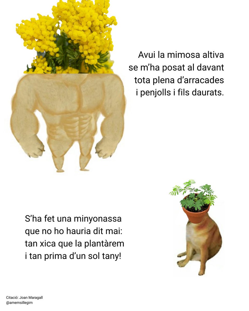 amemsillegim tweet media