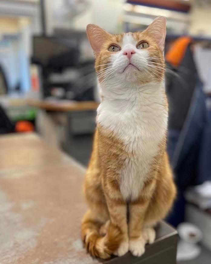 George The Stourbridge Junction Station Cat tweet media
