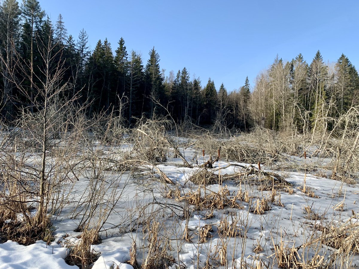 Alan Dalton tweet media