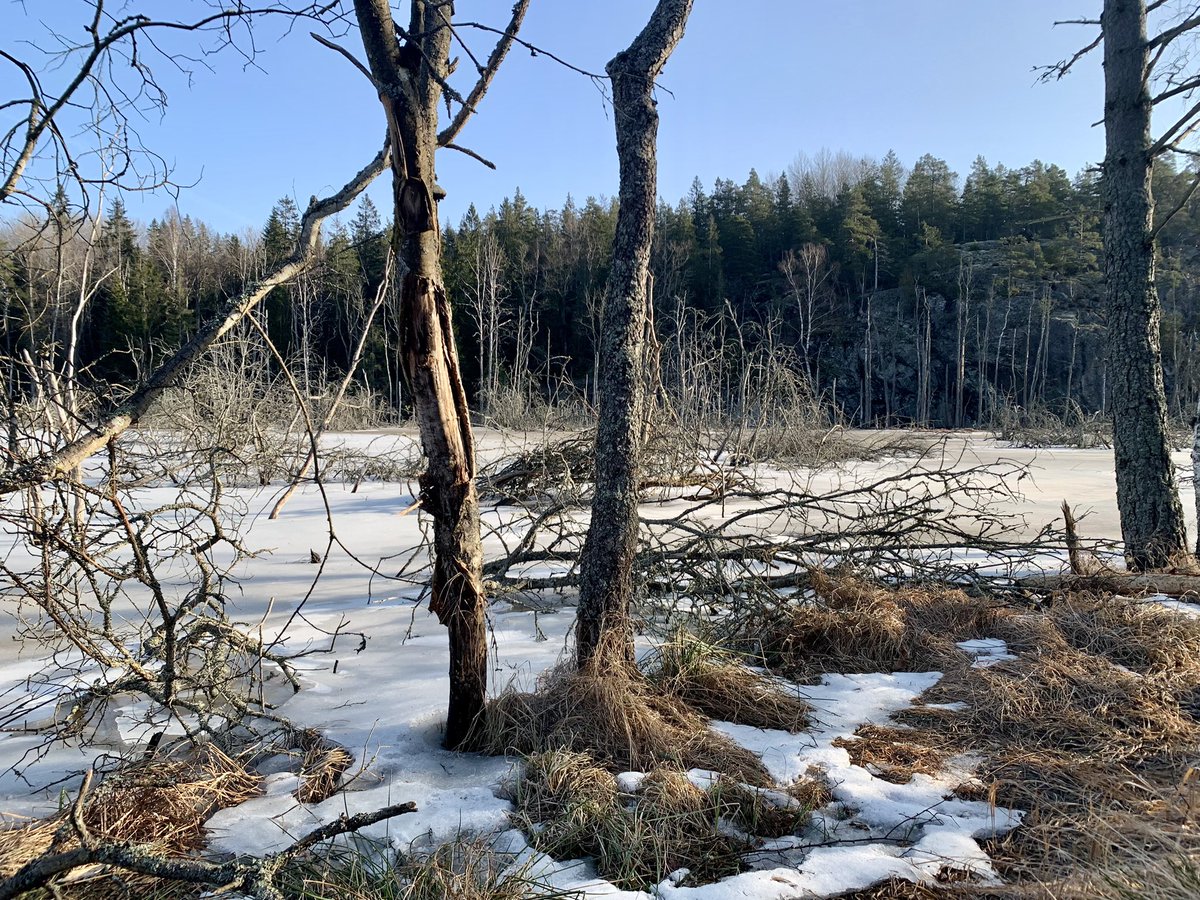 Alan Dalton tweet media