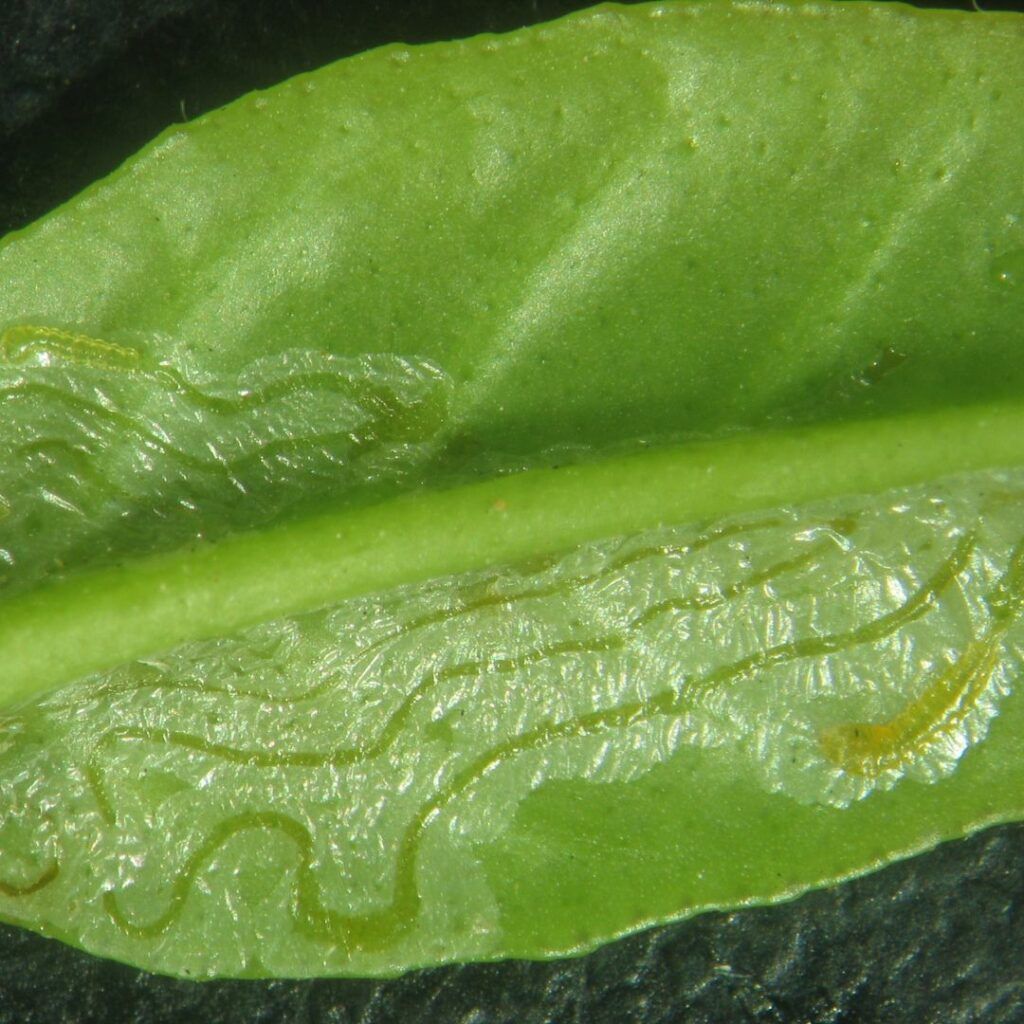 agroislas's tweet photo. New Post: MOGÁN PROTEGE CÍTRICOS Y OLIVOS DE LA POLILLA https://t.co/HMFCYLbWHu https://t.co/q7z7bJGYLc