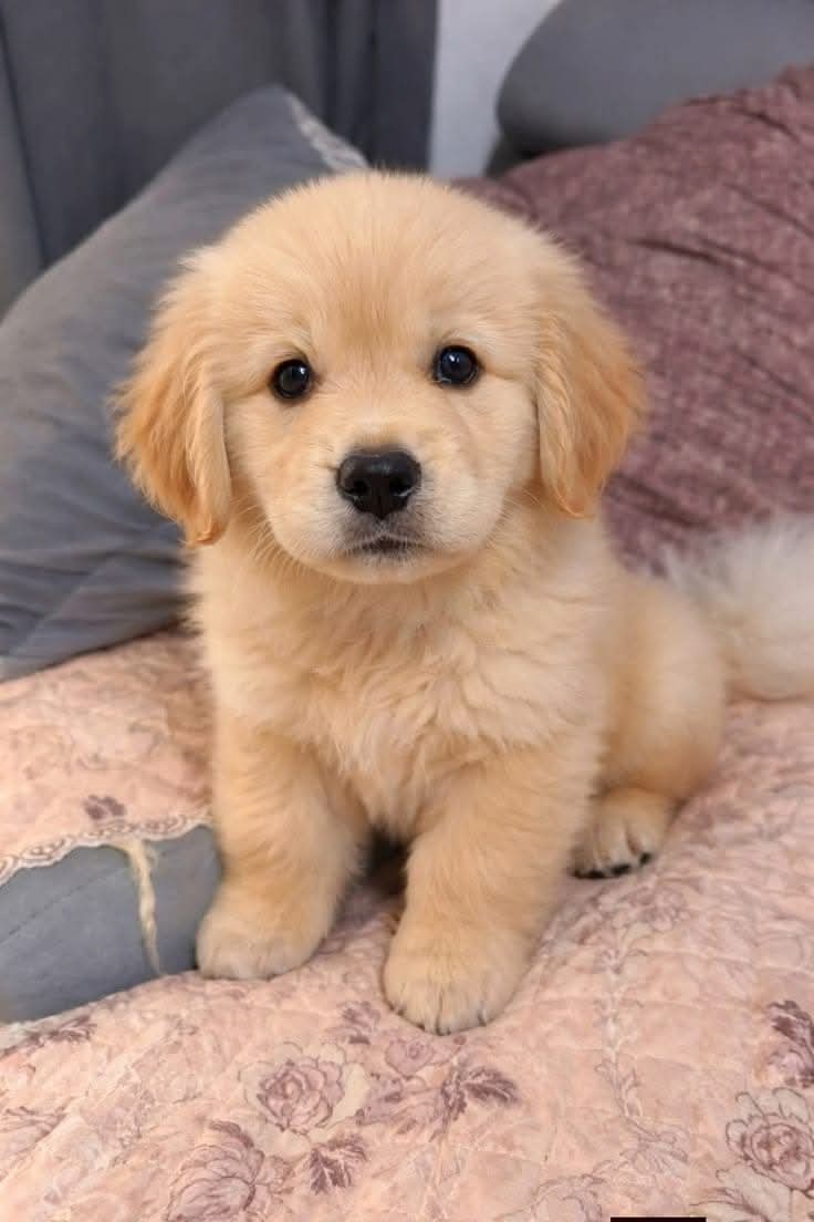 theDogLovers tweet media