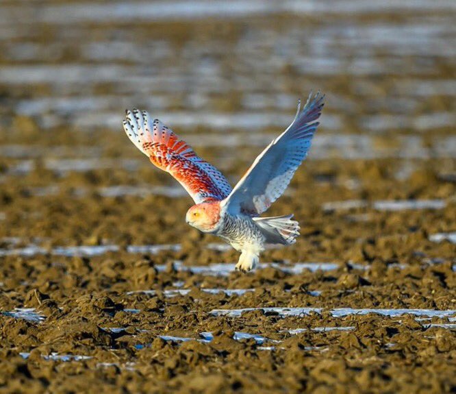GuGi263's tweet photo. A snowy owl with fiery orange feathers surprises Michigan.. https://t.co/JRUa52bXkc