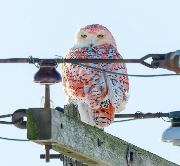 GuGi263's tweet photo. A snowy owl with fiery orange feathers surprises Michigan.. https://t.co/JRUa52bXkc