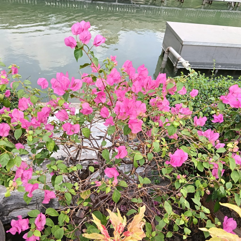 720mez's tweet photo. 🌺🌺🌺☺️☺️☺️ https://t.co/Mr56vn0X0k