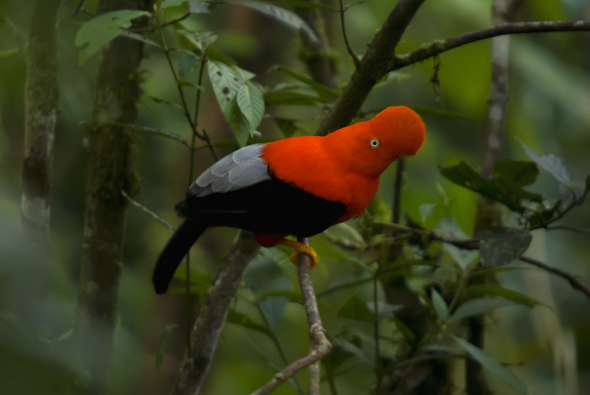 BCNbirding's tweet photo. El nostre grup a les Galapagos i el Chocó va prenent forma. El 10 d'agost comença un viatge que és el somni de qualsevol naturalista. 
Pots veure tota la informació del tour aquí: https://t.co/VuEf83zFTv
Sortida des de Barcelona. Places limitades! https://t.co/2PCS8z8svI