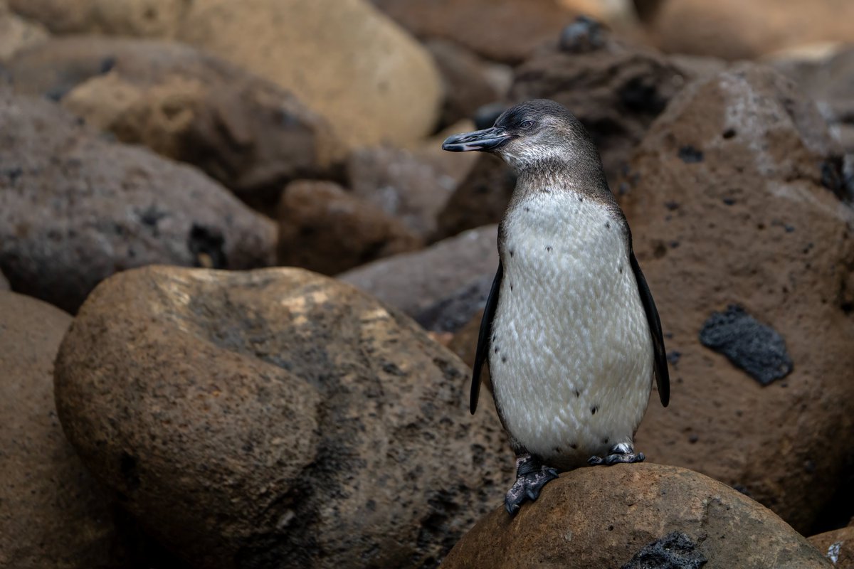 BCNbirding's tweet photo. El nostre grup a les Galapagos i el Chocó va prenent forma. El 10 d'agost comença un viatge que és el somni de qualsevol naturalista. 
Pots veure tota la informació del tour aquí: https://t.co/VuEf83zFTv
Sortida des de Barcelona. Places limitades! https://t.co/2PCS8z8svI