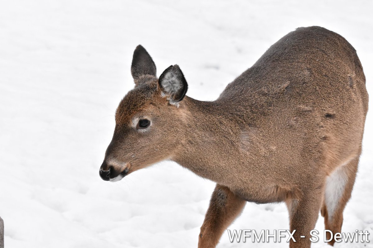 WaterfrontMdaHfx tweet media