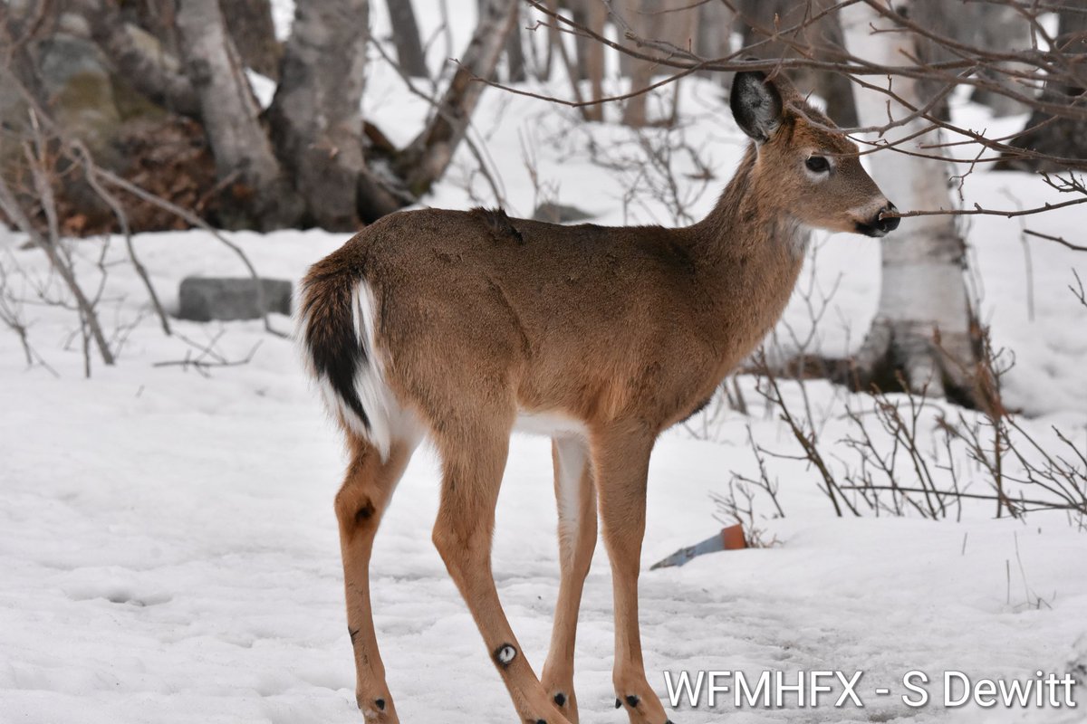 WaterfrontMdaHfx tweet media