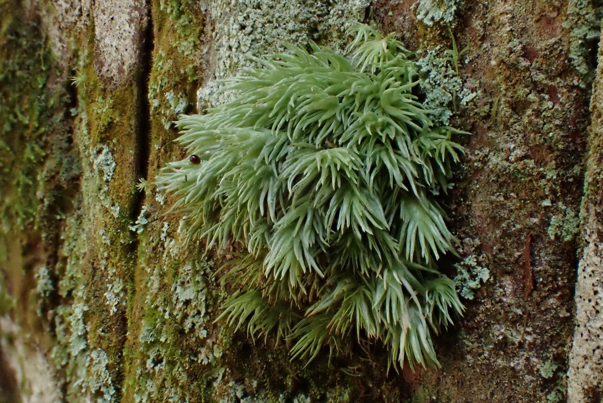 ペコラビ tweet media