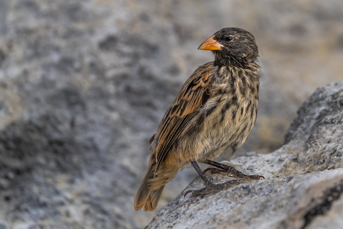 BCNbirding's tweet photo. El nostre grup a les Galapagos i el Chocó va prenent forma. El 10 d'agost comença un viatge que és el somni de qualsevol naturalista. 
Pots veure tota la informació del tour aquí: https://t.co/VuEf83zFTv
Sortida des de Barcelona. Places limitades! https://t.co/2PCS8z8svI