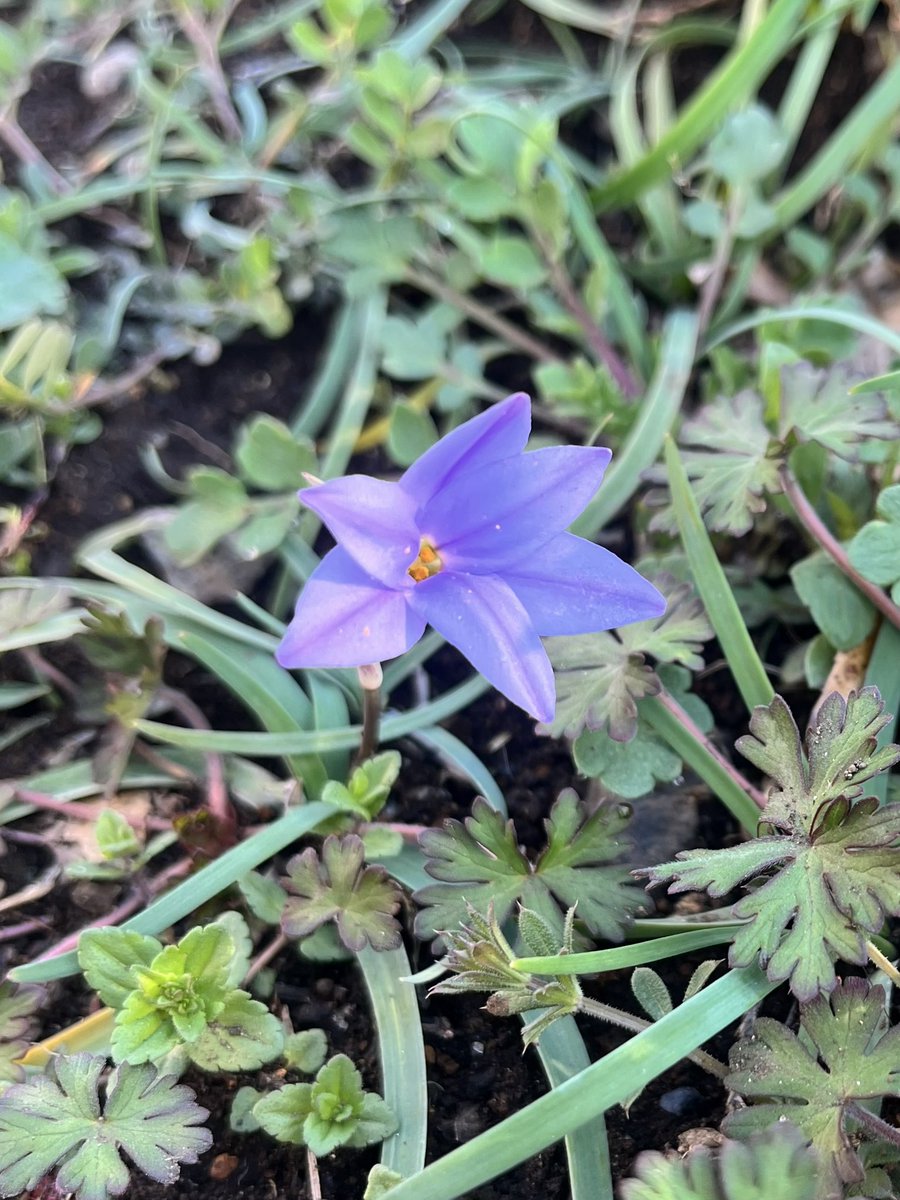 UxTrgfg8iF49524's tweet photo. 空地にハナニラ(花韮、Ipheion uniflorum、ヒガンバナ科ネギ亜科ハナニラ属)が咲いていた。どこでも見かけるけど南米が自生地なんだね。英名のSpring starflowerのほうが人気出そうだなぁ。#ハナニラ #Springstar https://t.co/UNpAdDAWv6