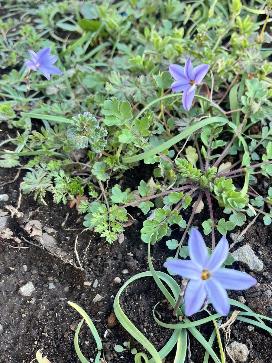 UxTrgfg8iF49524's tweet photo. 空地にハナニラ(花韮、Ipheion uniflorum、ヒガンバナ科ネギ亜科ハナニラ属)が咲いていた。どこでも見かけるけど南米が自生地なんだね。英名のSpring starflowerのほうが人気出そうだなぁ。#ハナニラ #Springstar https://t.co/UNpAdDAWv6