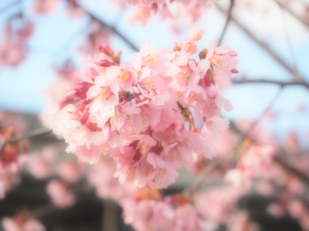 griffonworks's tweet photo. 第二京阪沿いの河津桜
OLYMPUS E-M5 Mk2, M.ZUIKO DIGITAL ED 14-42mm F3.5-5.6 EZ
https://t.co/Kor02HvT8j
#OLYMPUS #EM5Mk2 #EM5_Mk2 https://t.co/zTE1A4fPsR