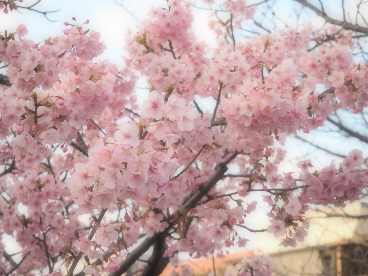 griffonworks's tweet photo. 第二京阪沿いの河津桜
OLYMPUS E-M5 Mk2, M.ZUIKO DIGITAL ED 14-42mm F3.5-5.6 EZ
https://t.co/Kor02HvT8j
#OLYMPUS #EM5Mk2 #EM5_Mk2 https://t.co/zTE1A4fPsR