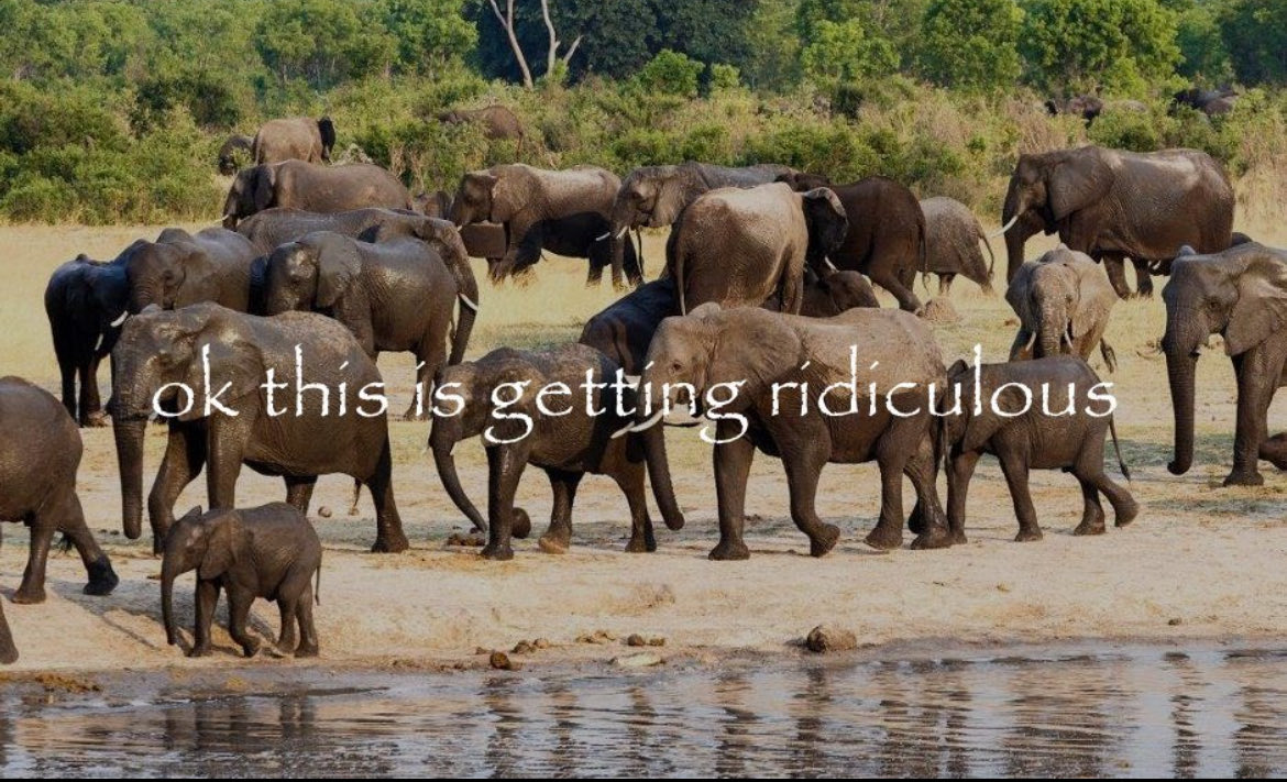 pirankinba! 💻 tweet media