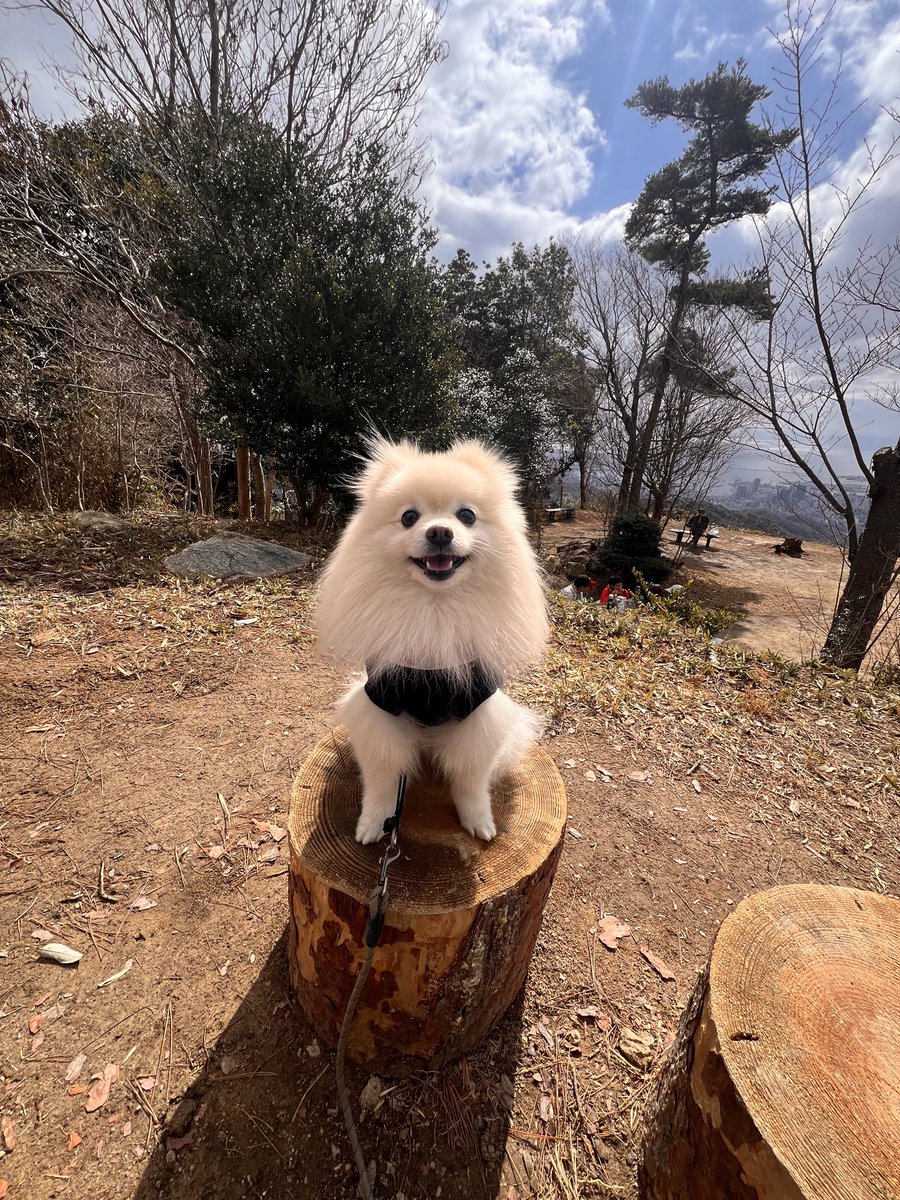 gooo_choki_paaa's tweet photo. 🐾
#ポメラニアン https://t.co/GIcAXgkX4X