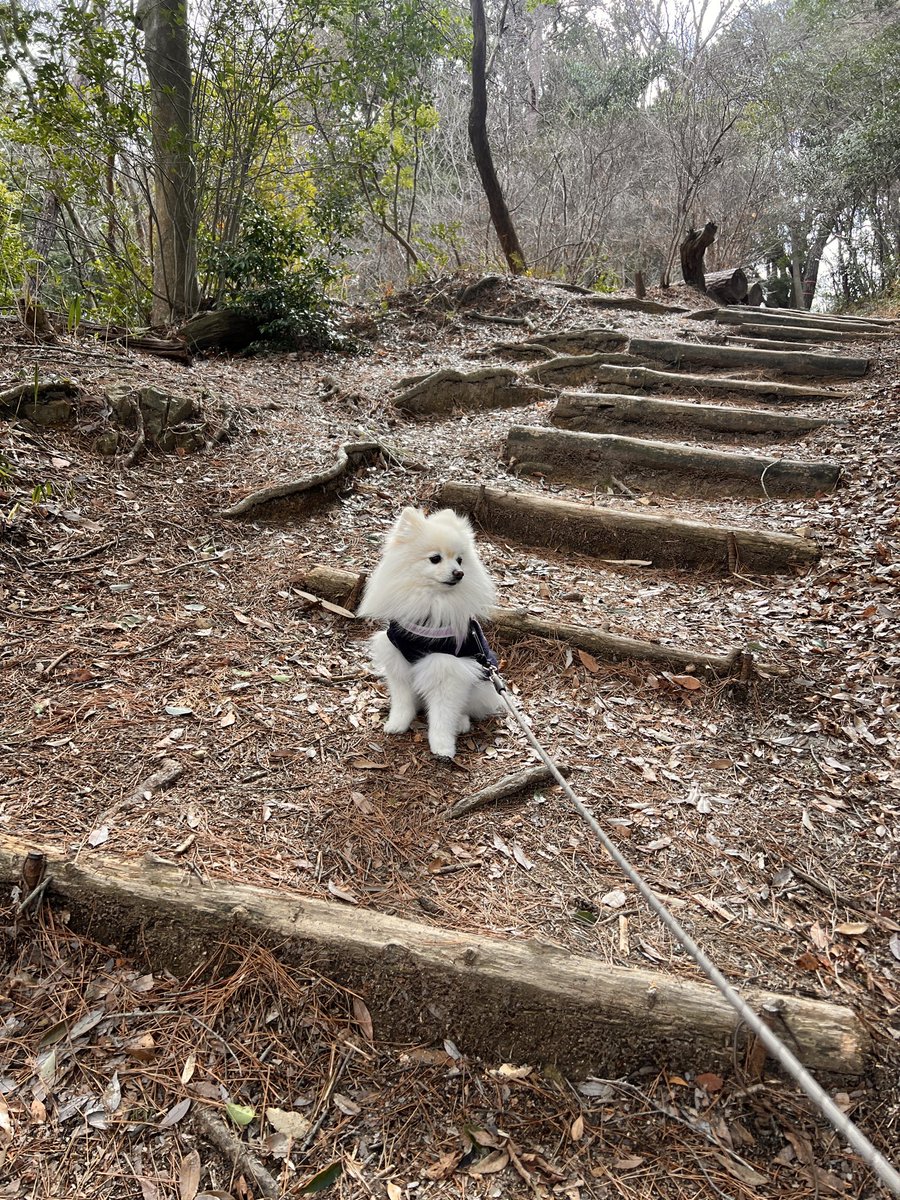 gooo_choki_paaa's tweet photo. 🐾
#ポメラニアン https://t.co/GIcAXgkX4X