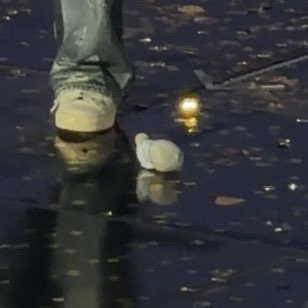 ป๊า… ป๊าทำพี่ตก..