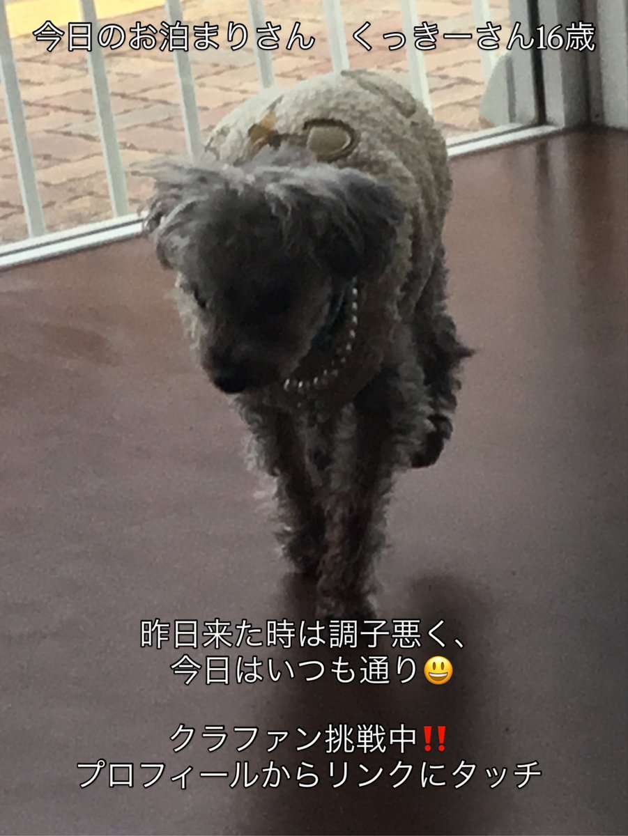 k3shory's tweet photo. 昨日は　ん？　って心配していましたが一夜明けて　いつものクッキーさん　でも油断は禁物。いつもと違う些細な事もしっかりチェックして対応　そのためのアプリを作りたい。クラファン挑戦中‼️プロフィールのページに行って頂きリンクをタッチお願い致します
#老犬 #老犬介護 #老猫 #クラファン挑戦 https://t.co/wVbbbWQlCX