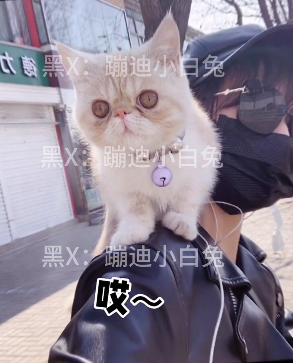 FengClubBunny's tweet photo. 哥哥，紫色到底是你喜欢还是她喜欢？她的昵称叫兔子所以猫叫萝卜吗？哥哥你说清楚！ https://t.co/UOBbEsrWHt