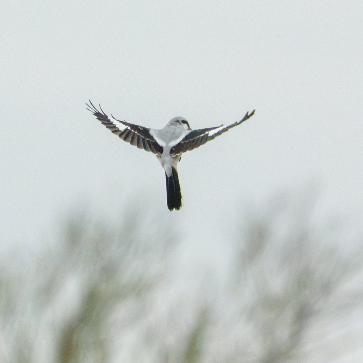 JamesWalsh60's tweet photo. Second helpings of the Fillingham Great Grey Shrike on Friday afternoon. Occasionally came quite close and did a couple of mins of its hovering hunting technique. Plus bonus Barn Owl. https://t.co/ynq7gOiZnj