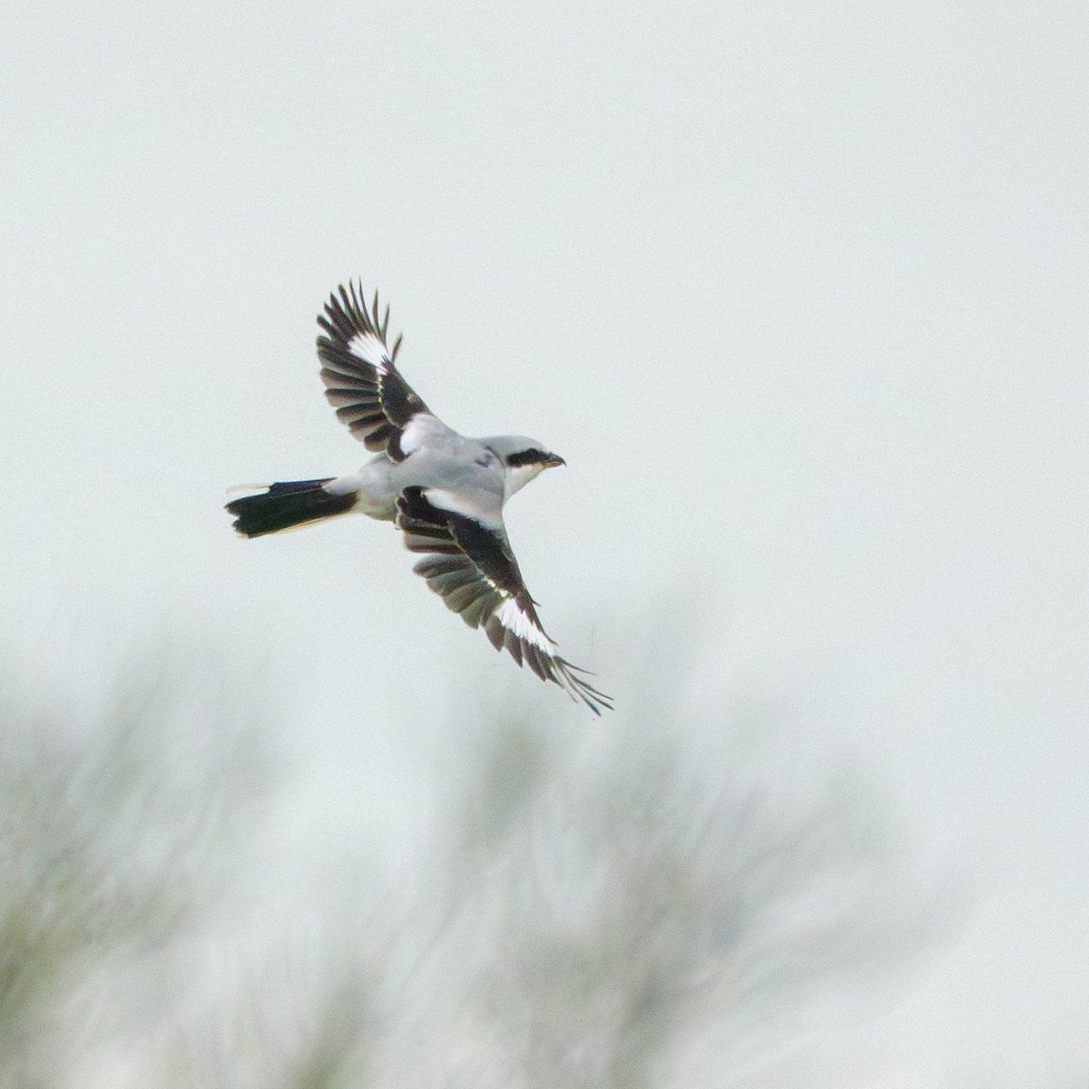 JamesWalsh60's tweet photo. Second helpings of the Fillingham Great Grey Shrike on Friday afternoon. Occasionally came quite close and did a couple of mins of its hovering hunting technique. Plus bonus Barn Owl. https://t.co/ynq7gOiZnj
