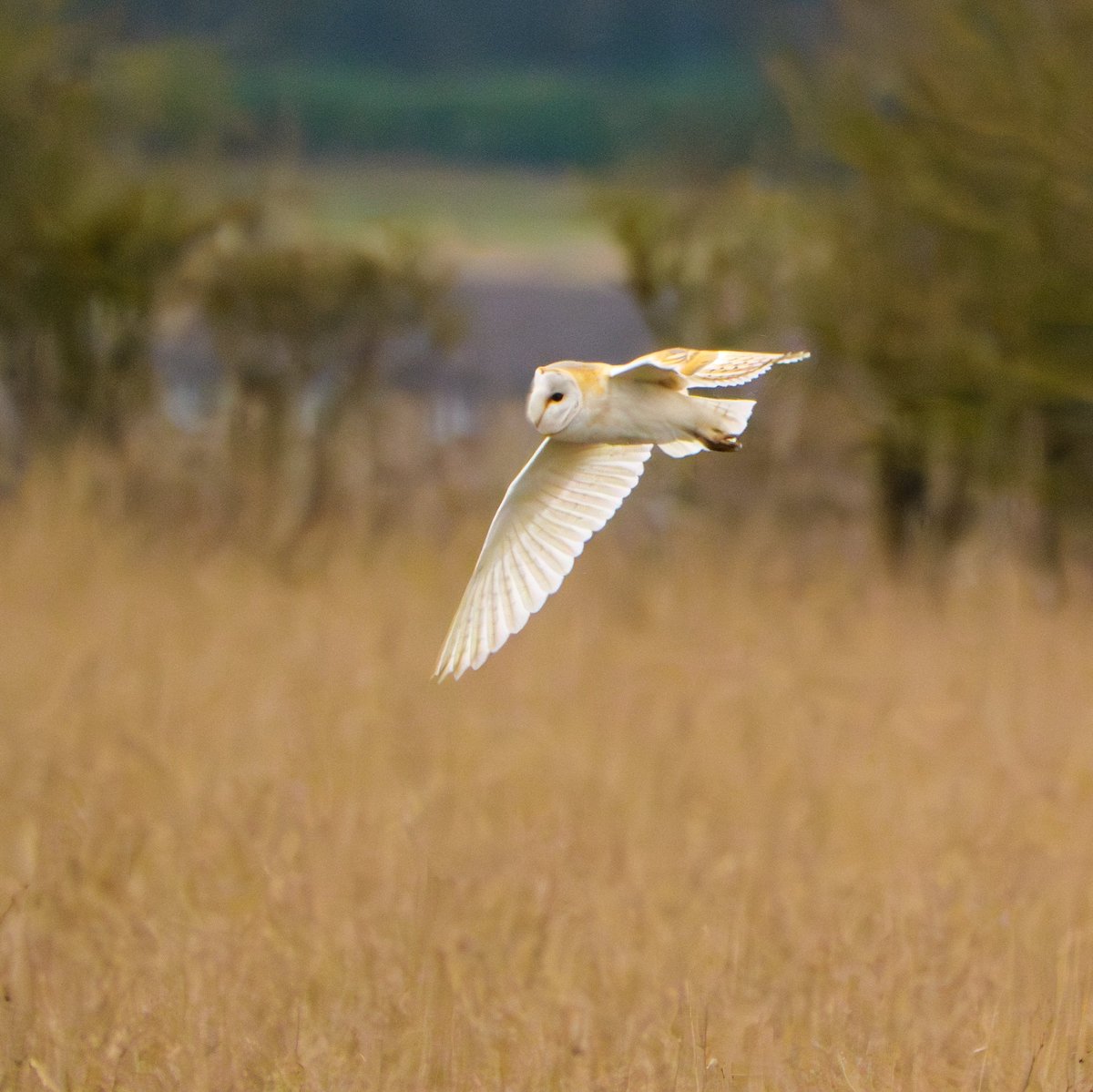 JamesWalsh60's tweet photo. Second helpings of the Fillingham Great Grey Shrike on Friday afternoon. Occasionally came quite close and did a couple of mins of its hovering hunting technique. Plus bonus Barn Owl. https://t.co/ynq7gOiZnj