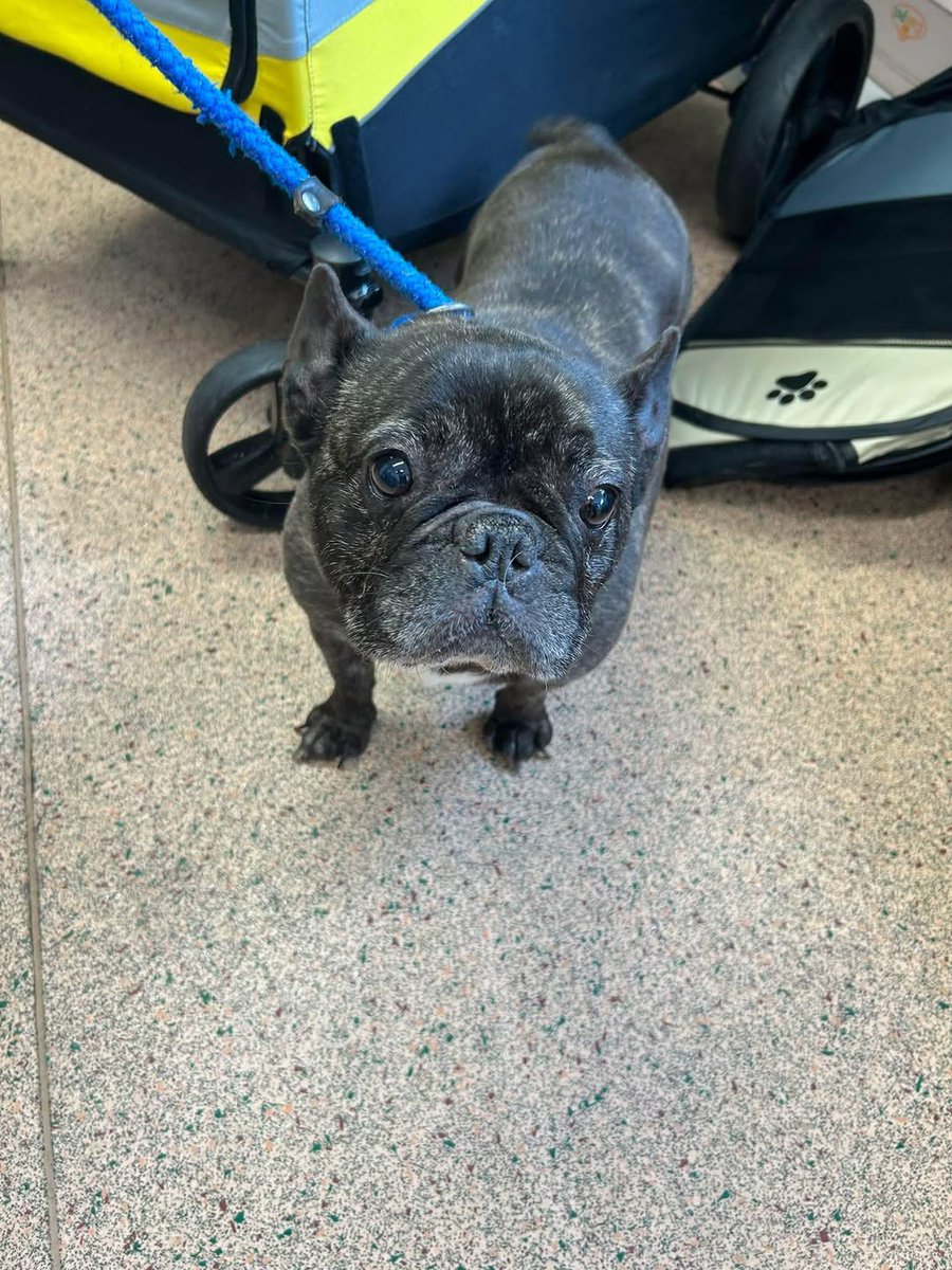 Animal Adoptions UK ๐โ๐ฆบ๐๐โค๏ธ tweet media