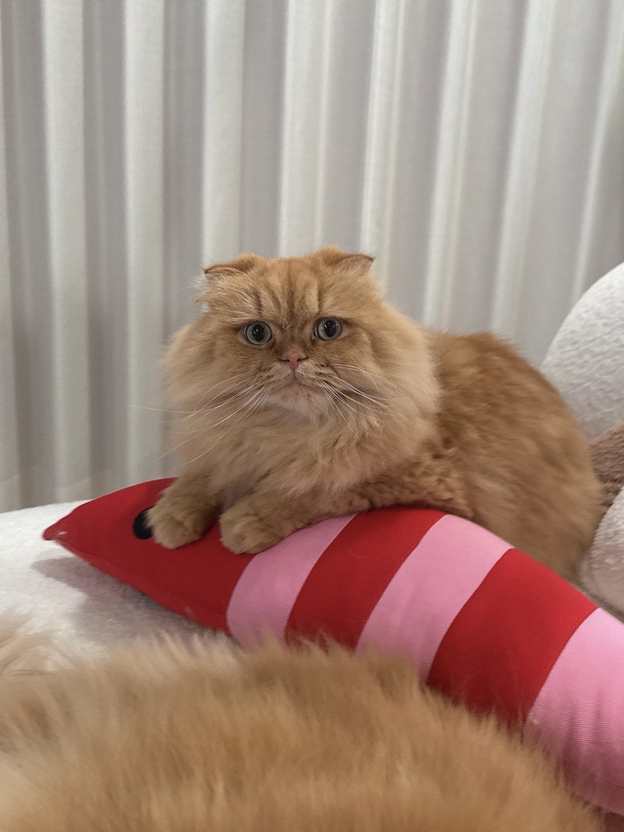ぴの