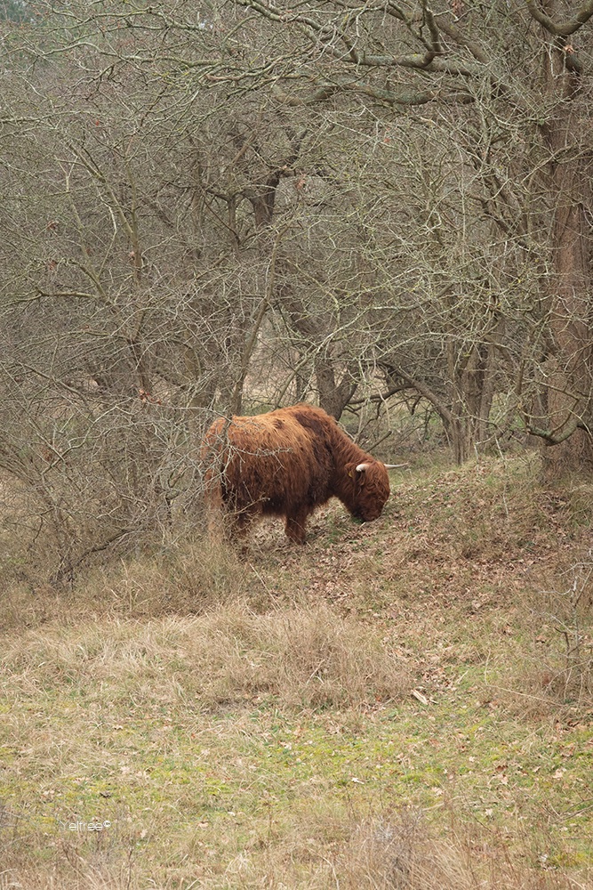 Yeltree's tweet photo. Took a walk with my mom. To see how big a Scottish Highlander really is, you’d actually have to stand right next to it… but with its camouflage you can barely see it 😜 So we decided to walk around it instead. #scottishhighlander🐂 #koningshof #nature #photography https://t.co/7CMqSMWgyA